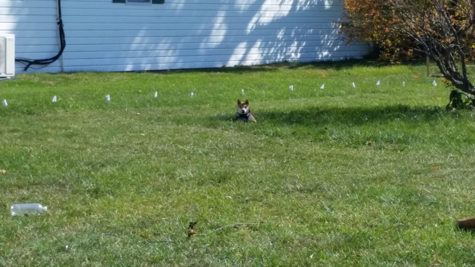 PetSafe Stubborn Dog In-Ground Fence, Up to 1/3 Acre | Includes 500 Ft Wire for 1/3 Acre, Expandable to 25 Acres, Tone, Vibration, & Static, DIY Install, Dogs 8 lb+, Neck 6-28 in customer photo 1