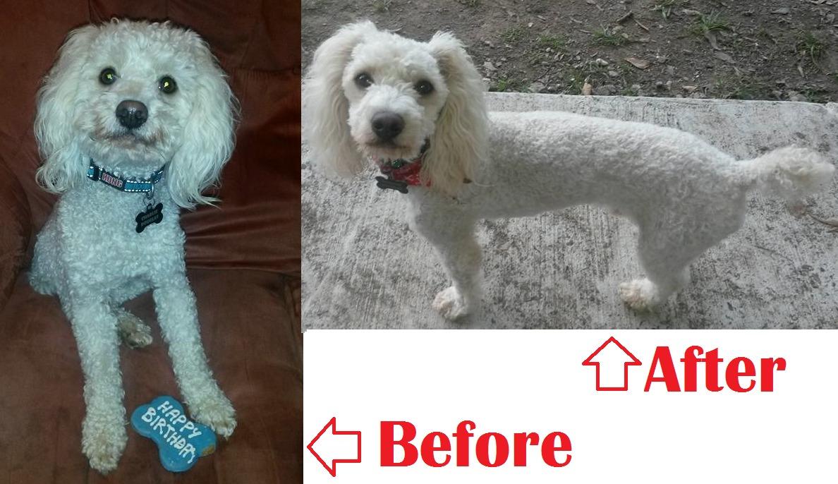 Wahl USA Lithium Ion Pro Series Cordless Animal Clippers - Rechargeable, Heavy-Duty, Electric Dog & Cat Grooming Kit for Small & Large Breeds with Thick to Heavy Coats - Model 9766 customer photo 2