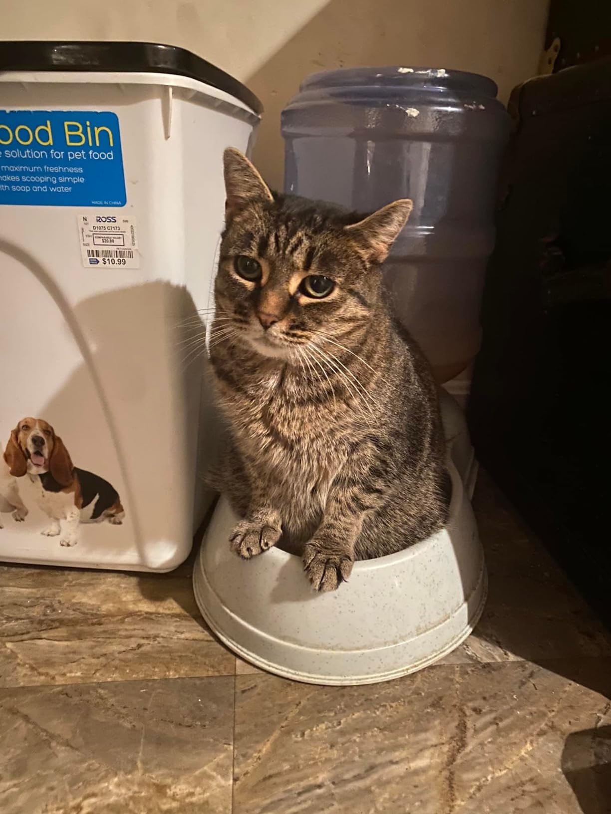 Amazon Basics Automatic Pet Water Dispenser and Gravity Food Feeder Set for Cat and Dog, Easy to Clean, 152fl.oz food feeder, 135.3fl.oz water dispenser, Small, Pack of 2 customer photo 1
