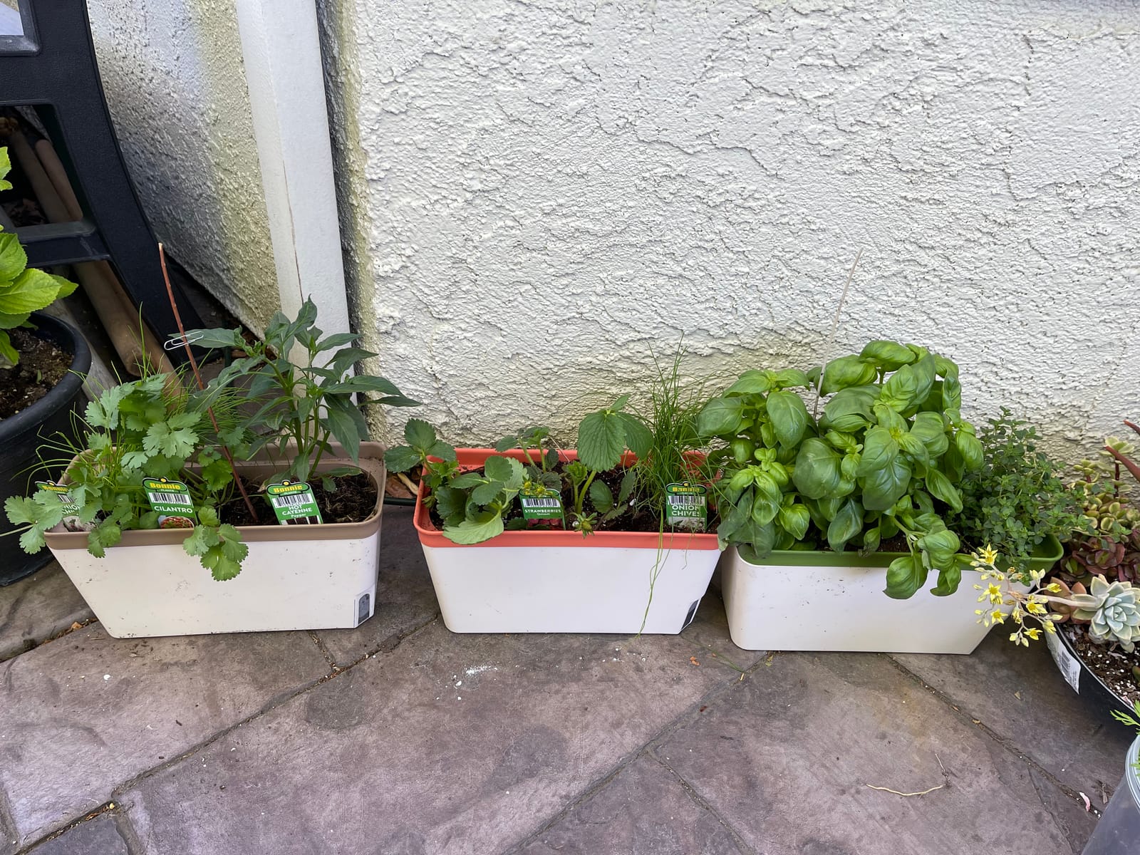 OurWarm Windowsill Herb Planter Box Indoor Set of 3, 10.5 Inch Self Watering Planter Pots with Visual Water Level Window, Modern Plastic Plant Pots for Herbs, Vegetables, Succulents Plants customer photo 2