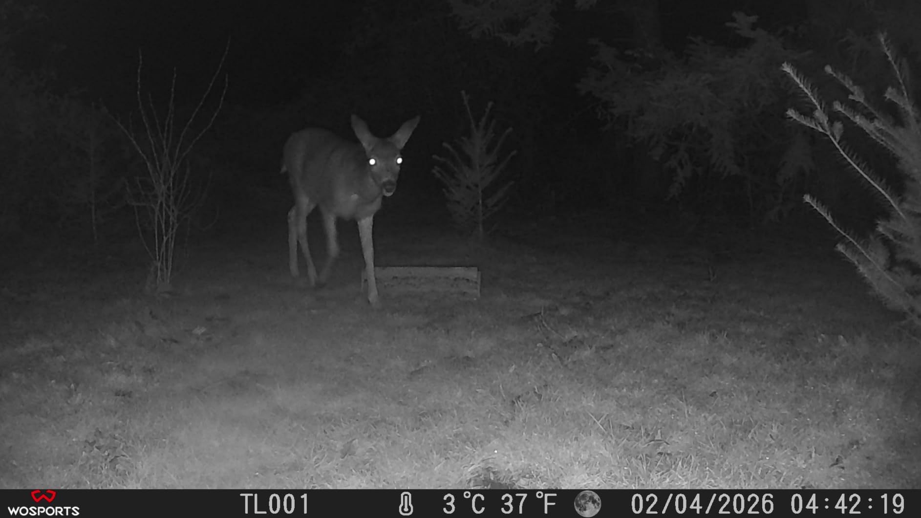 WOSPORTS Trail Camera(Non-Cellular Non-WiFi) 56MP 4K 0.2S Trigger Motion Activated,Game Camera with No-Glow Night Vision 2.0''LCD 120°Wide for Outdoor Scouting Wildlife Monitoring Home Security customer photo 1