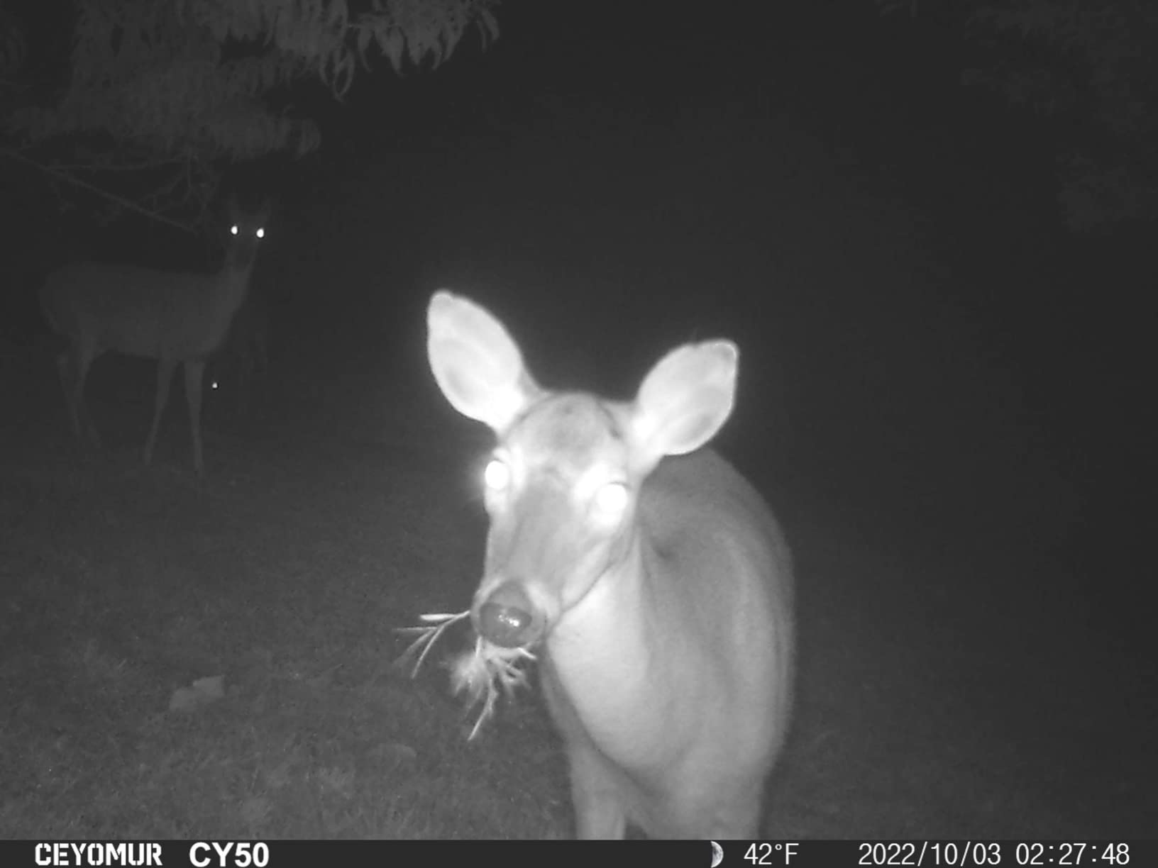 CEYOMUR Trail Camera, 36MP HD Trail Cam with Night Vision Motion Activated customer photo 1