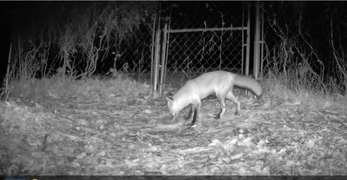 GardePro E5S Trail Camera, 64MP Photo & 1296P HD Video, 0.1s Trigger, 100ft No-Glow Night Vision customer photo 1