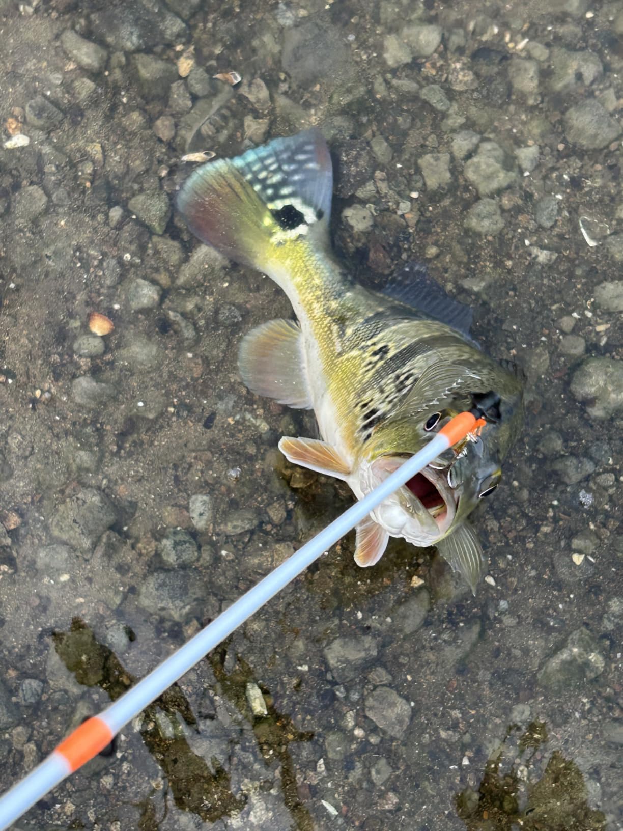 TCMBY Fishing Lures Bait Tackle Kit Set for Freshwater Trout Bass Fishing, Including Accessories, Fishing Tackle Box, Crankbait, Spoon, Hooks, Fishing Gear and Equipment for Starter Beginner. customer photo 1