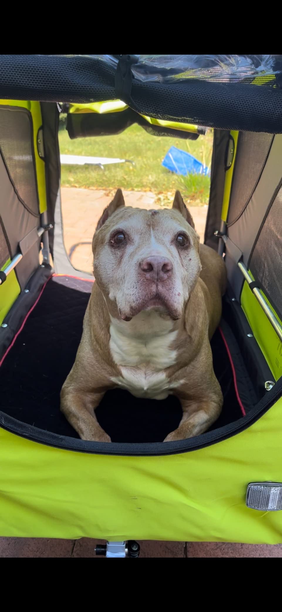 DOGGYHUT Premium X Large Pet Bike Trailer Up to 100 lbs (Gray) | Bicycle Trailer for Small Medium or Large Dogs, Dog Bicycle Carrier, Low Center of Gravity, Folding Frame Cart customer photo 2