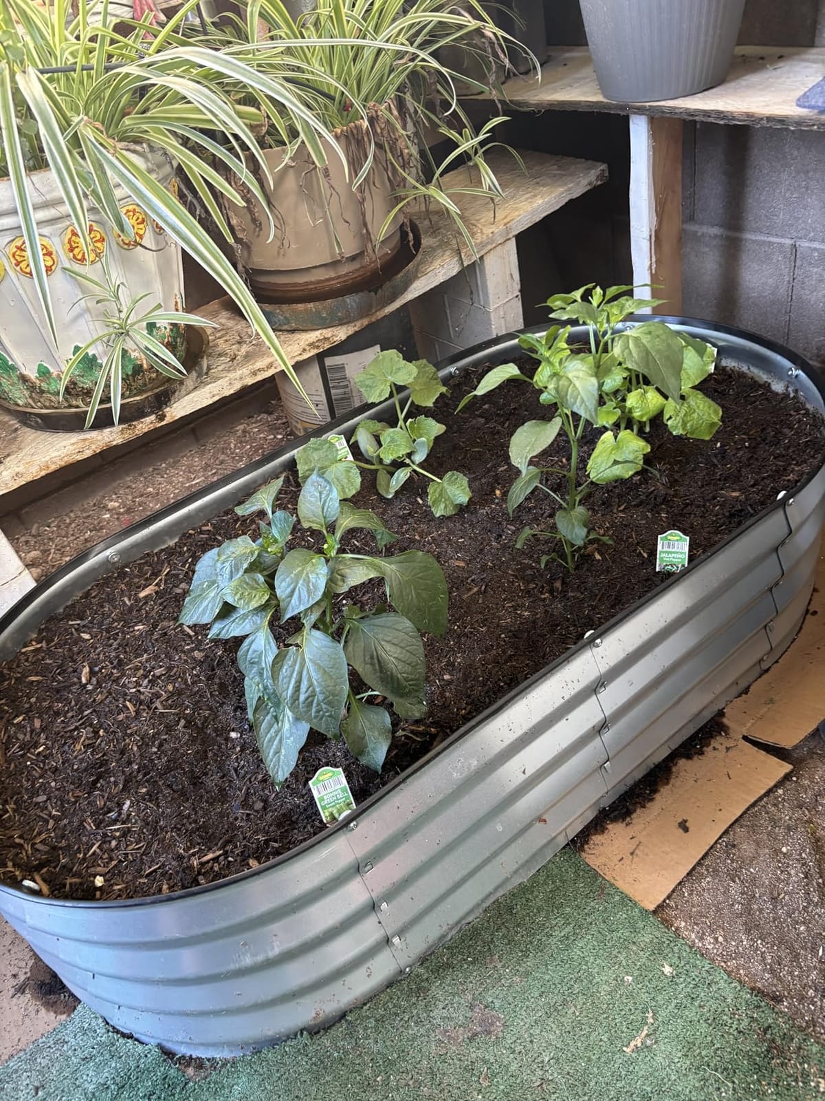 Plant & Plot Galvanized Raised Garden Beds Outdoor // 4×2×1 ft Planter Raised Beds for Gardening, Vegetables, Flowers // Large Metal Garden Box (Silver) // Patented Tool-Free Design customer photo 2