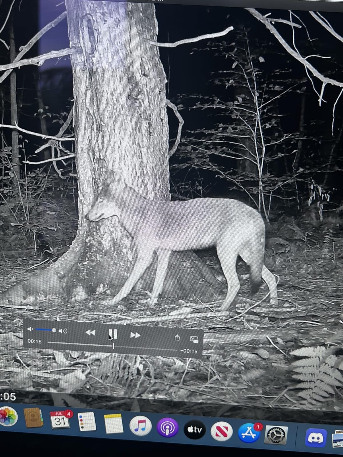 Meidase P70 (Non-Cellular, Non-WiFi) Trail Camera, 64MP 1296p, Game Cameras with No-Glow IR Night Vision, Motion Activated, Waterproof for Wildlife Deer Cams, Hunting customer photo 1