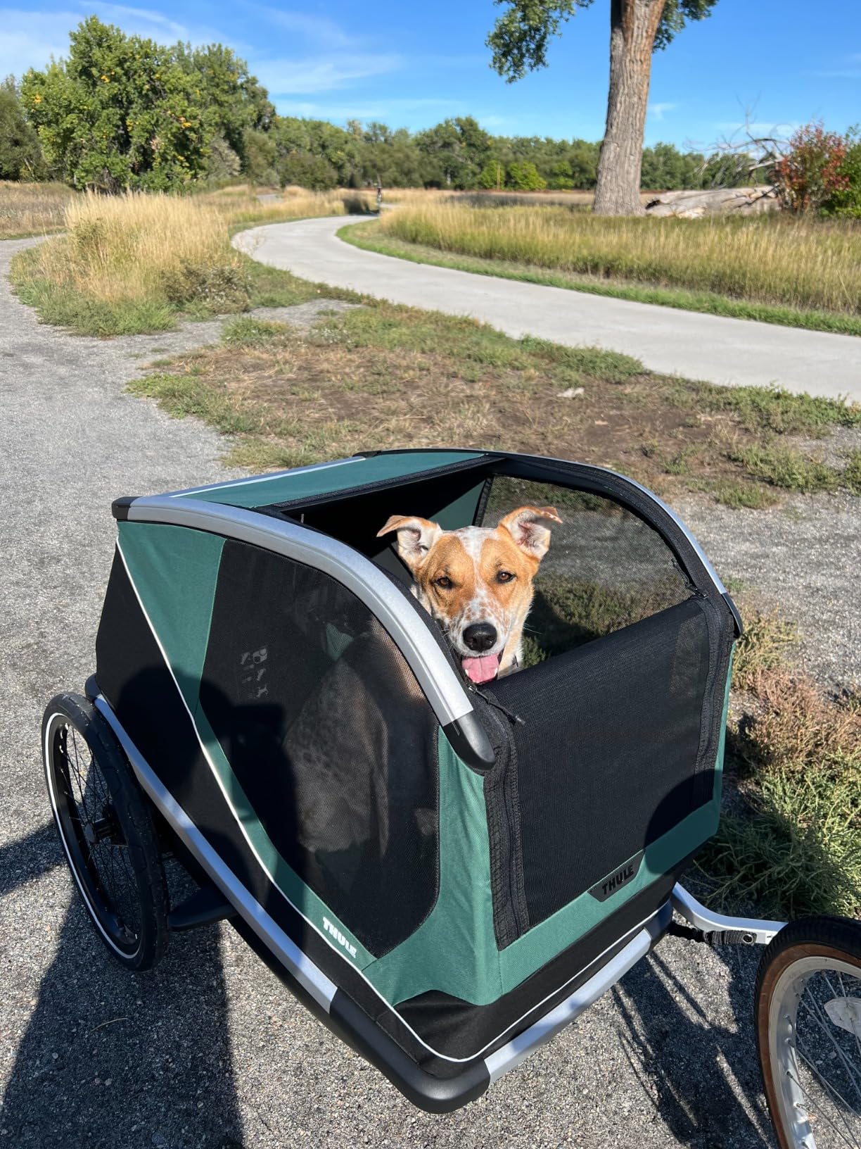 Thule Bexey Pet Bike Trailer - Carrier for Small & Large Sized Dogs - Foldable Design - Easy to Connect to Bike - Padded Interior - Converts into Travel Crate - Durable Materials customer photo 2