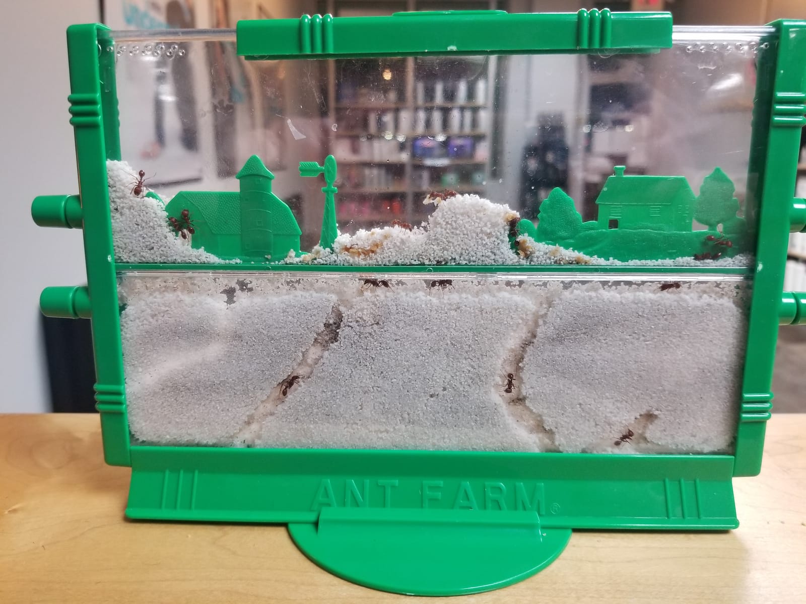 Ant Farm customer photo 1