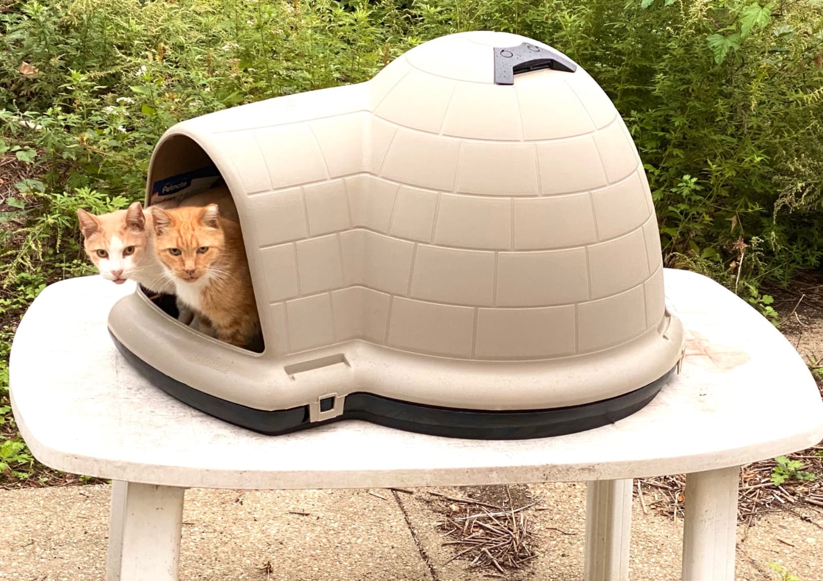 Petmate Large Dog House, Indigo Igloo Style, Taupe and Black | Weatherproof Construction for Dogs 50 to 90 Pounds, Made in USA customer photo 1