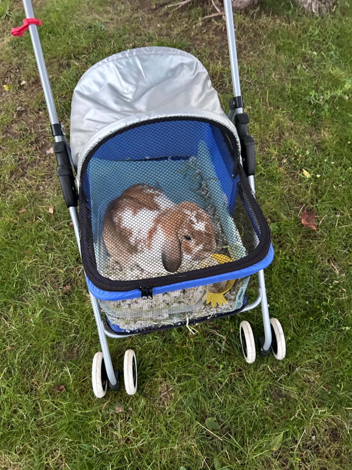 BestPet Foldable Pet Stroller for Small/Medium Dogs and Cats Up to 33 lbs customer photo 1