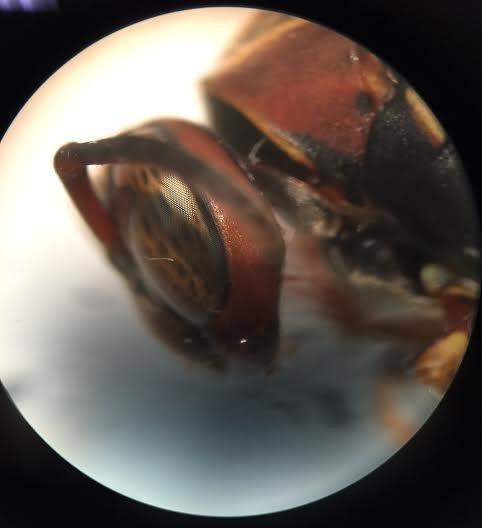 AmScope SE305R-PZ Forward Binocular Stereo Microscope, WF10x and WF20x customer photo 1