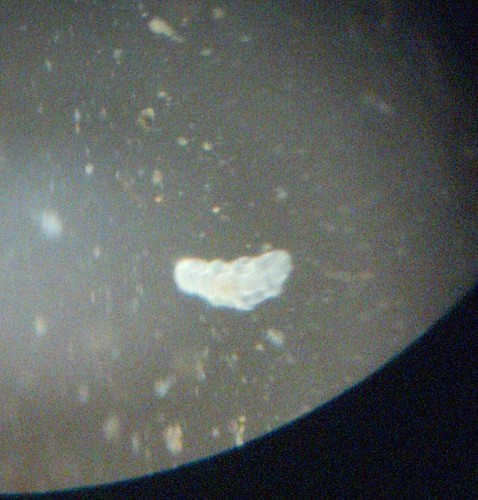 AmScope SE305R-PZ Forward Binocular Stereo Microscope, WF10x and WF20x customer photo 2