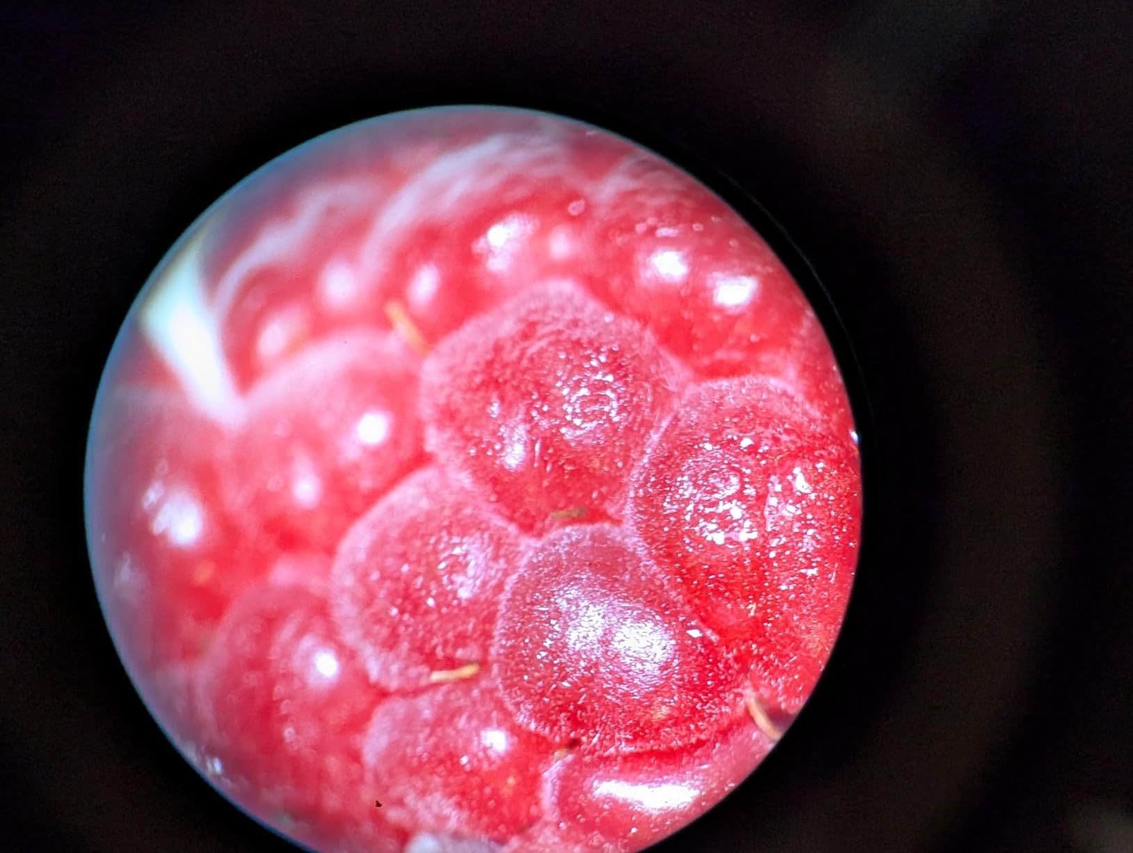 AmScope SE306R-P-LED Cordless LED Two Lights Stereo Microscope 40X customer photo 1