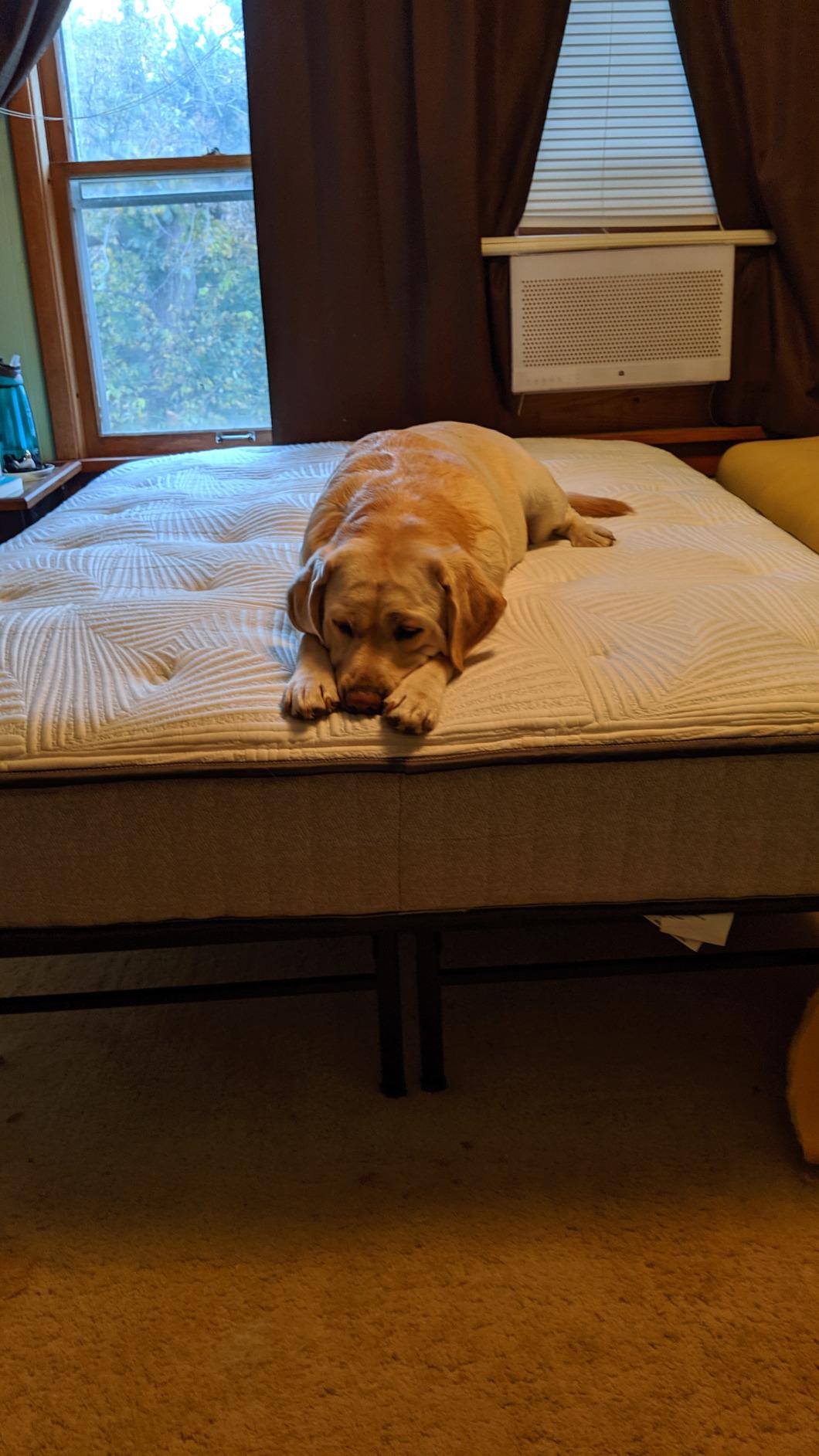 Zinus SmartBase Heavy Duty Mattress Foundation, 14 Inch Metal Platform Bed Frame, No Box Spring Needed, Sturdy Steel Frame, Underbed Storage, Queen customer photo 1