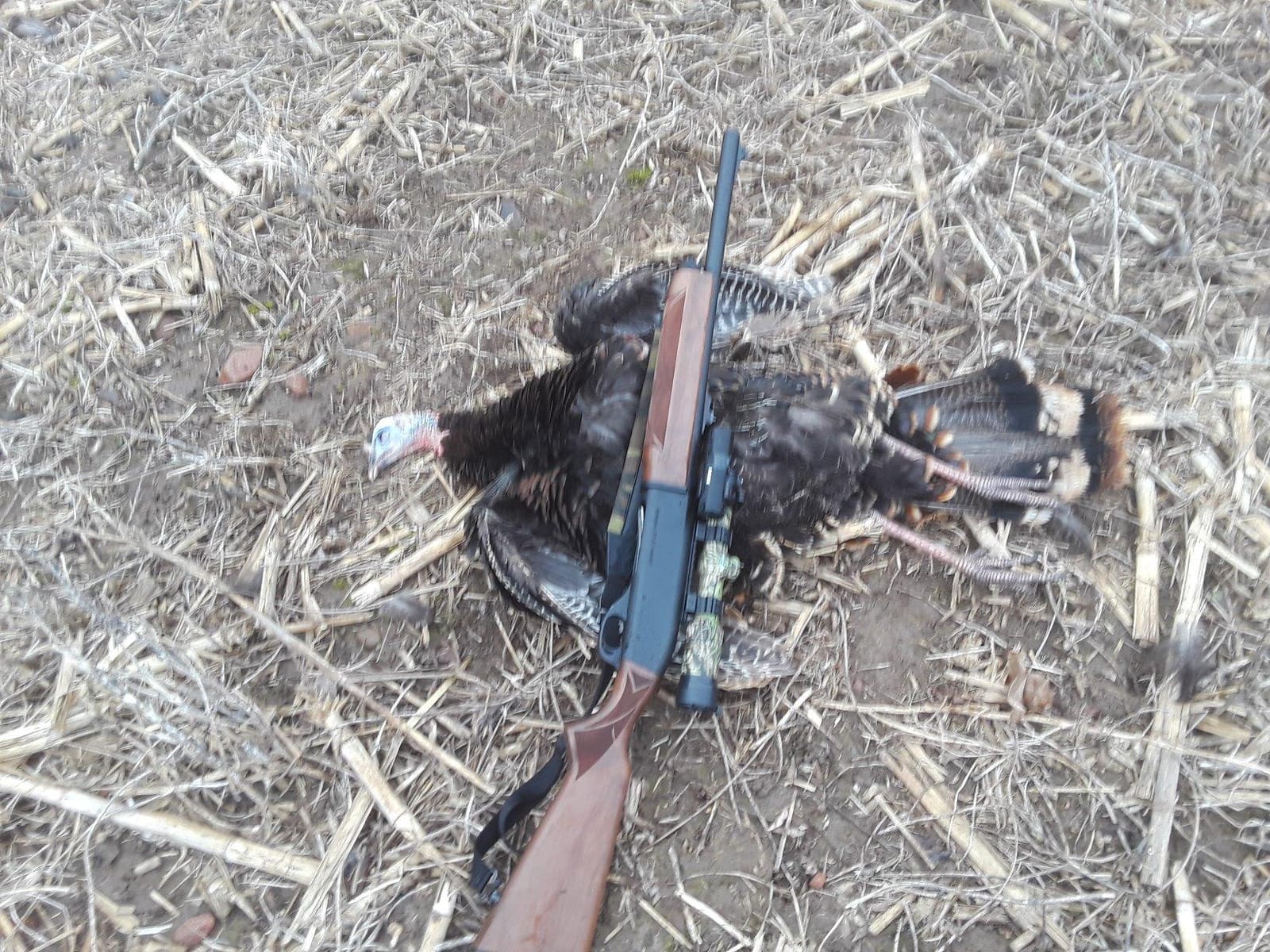 Avian X LCD Breeder Hen Turkey Decoy customer photo 2