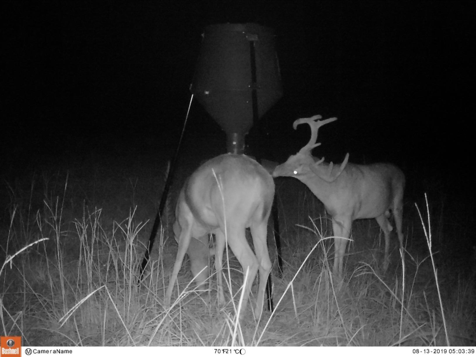 Boss Buck Gravity Deer Feeder for Game & Hunting, 200 lb Corn Capacity customer photo 1