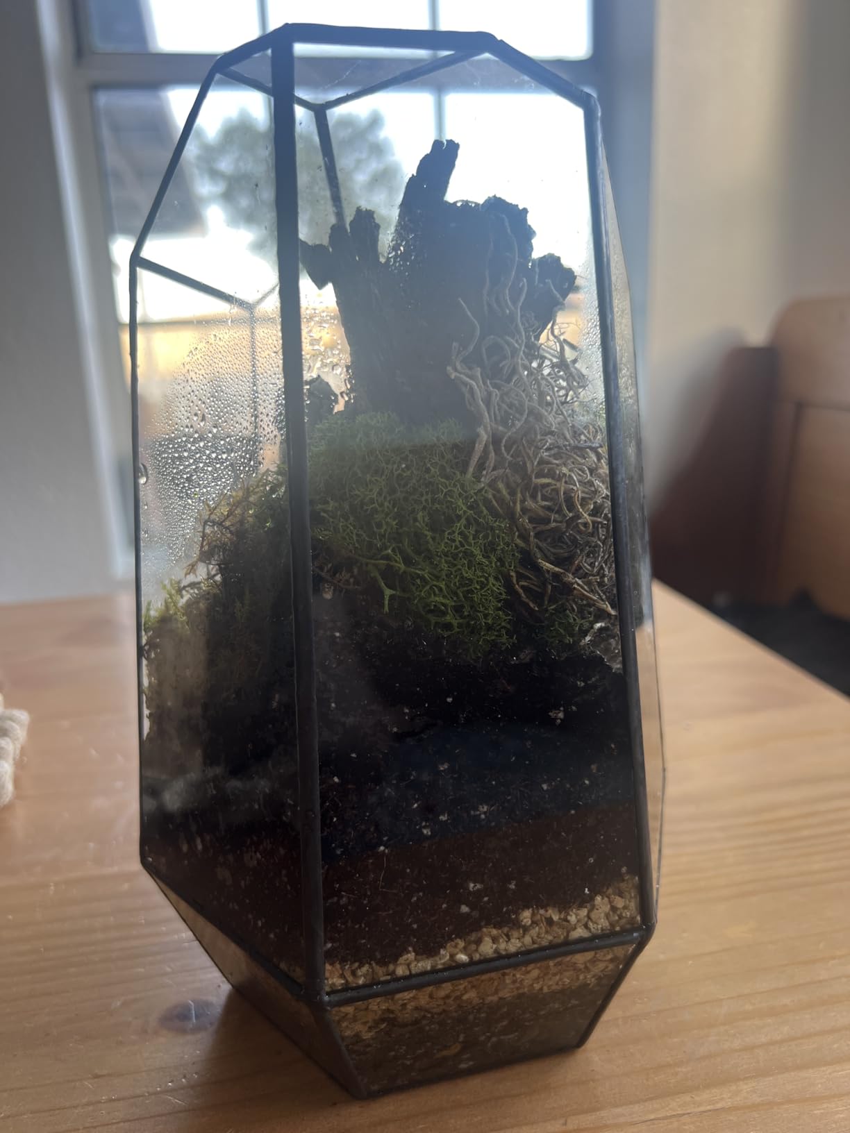 NCYP No Door Geometric Glass Terrarium Planter for Small Succulent, Small Cacti, Black Irregular Opened Terrarium Pot, Indoor Home Garden Office Tabletop Decor, 6.5