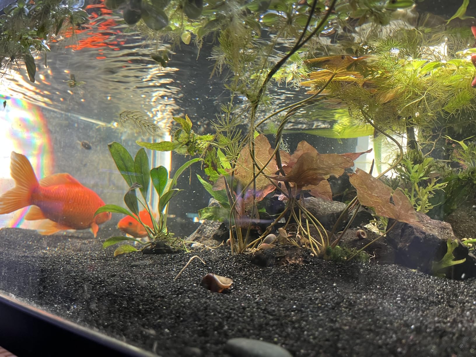 SeaChem – Large Aquarium Fish Tank Filter, Tidal 110 Gallon (400 Liters) by Sicce customer photo 1