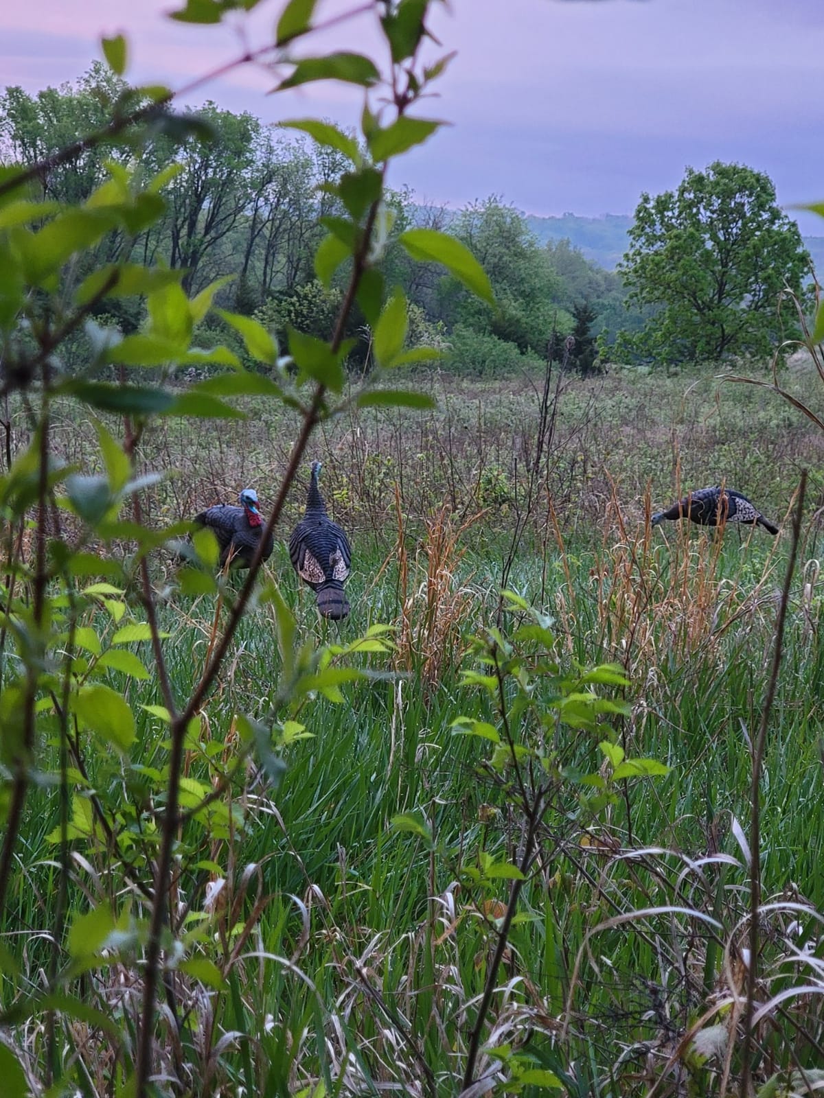HUNTERS SPECIALTIES HS Strut Lite Flock Jake & Feeding Hen & Upright Hen Turkey Foldable Hollow Relaxed Body Realistic3-Pack Combo Set Decoys customer photo 2