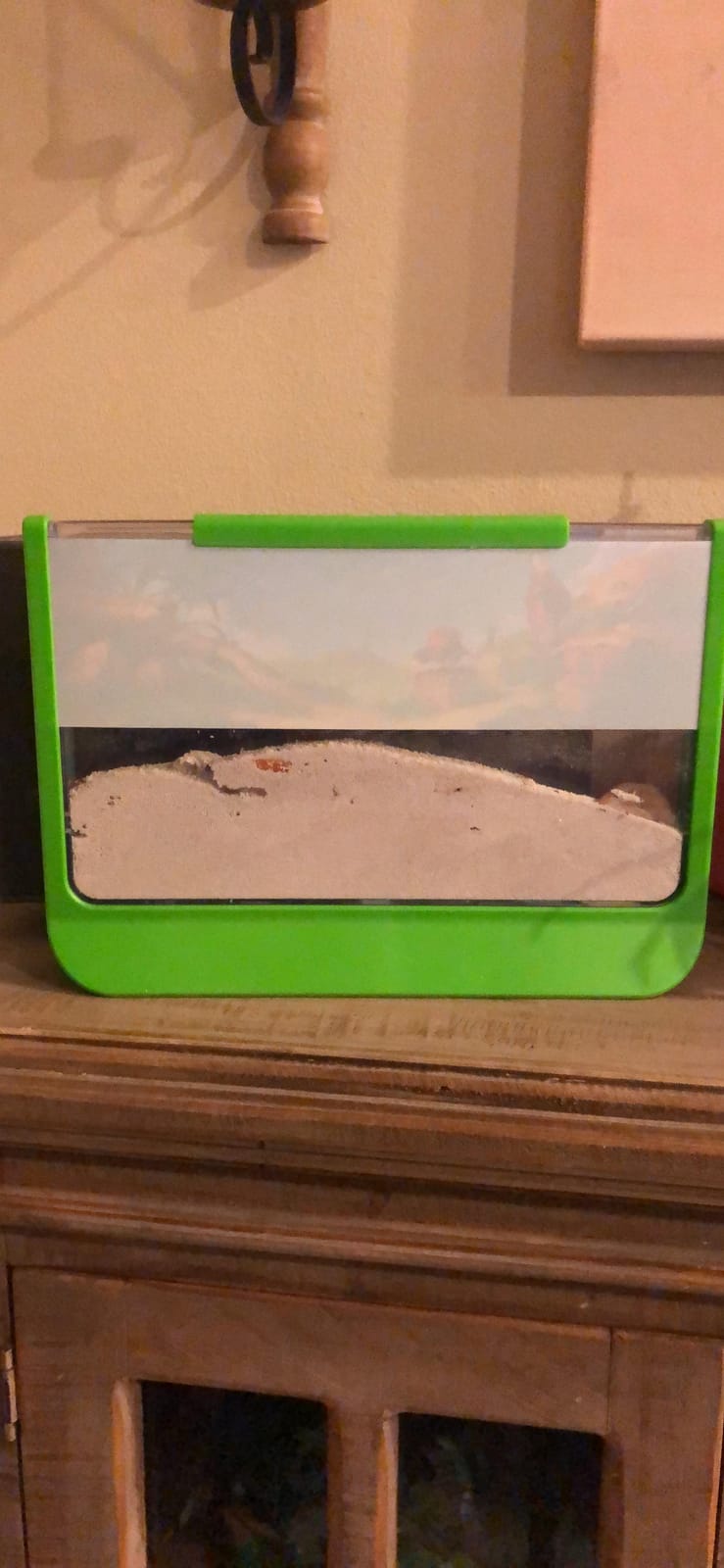 Uncle Milton Giant Ant Farm - Large Viewing Area - Care for Live Ants - Nature Learning Toy - Science DIY Toy Kit - Great Gift for Boys & Girls, Green customer photo 1