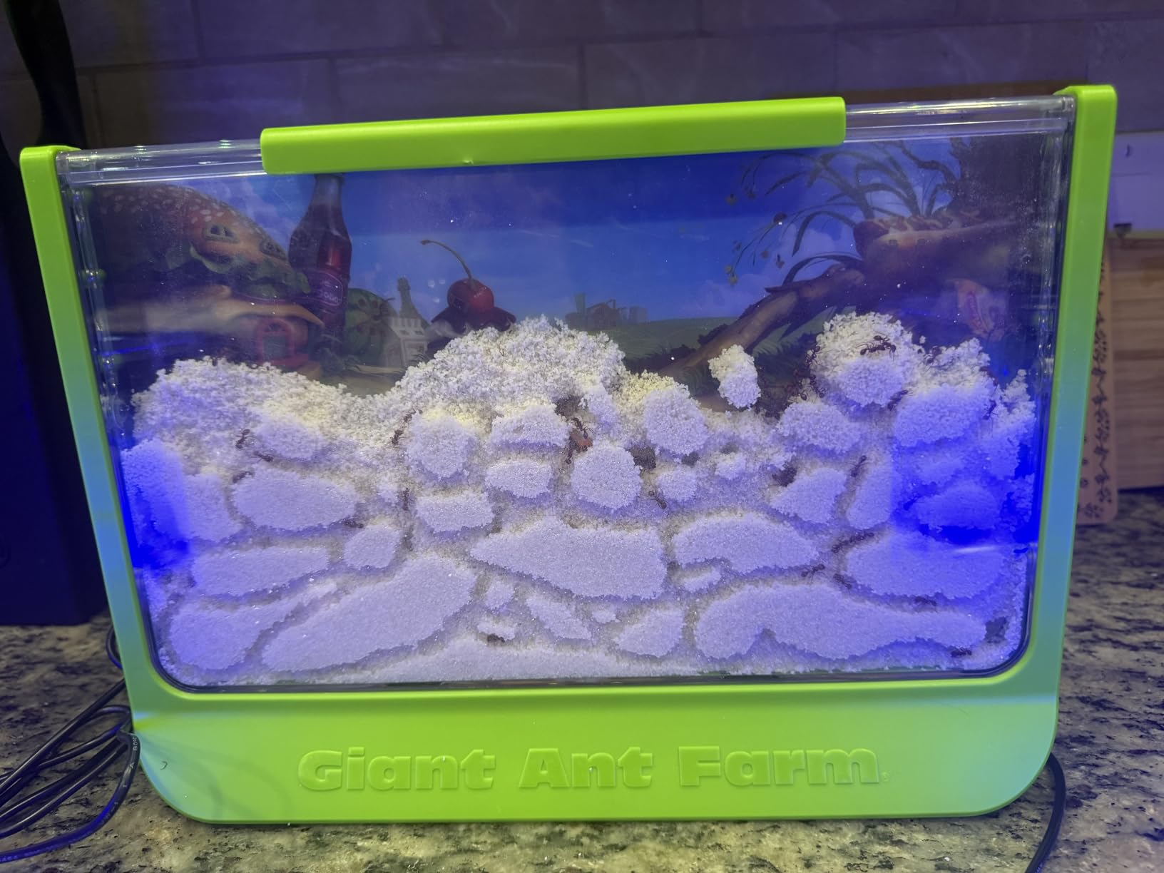 Uncle Milton Giant Ant Farm - Large Viewing Area - Care for Live Ants - Nature Learning Toy - Science DIY Toy Kit - Great Gift for Boys & Girls, Green customer photo 2