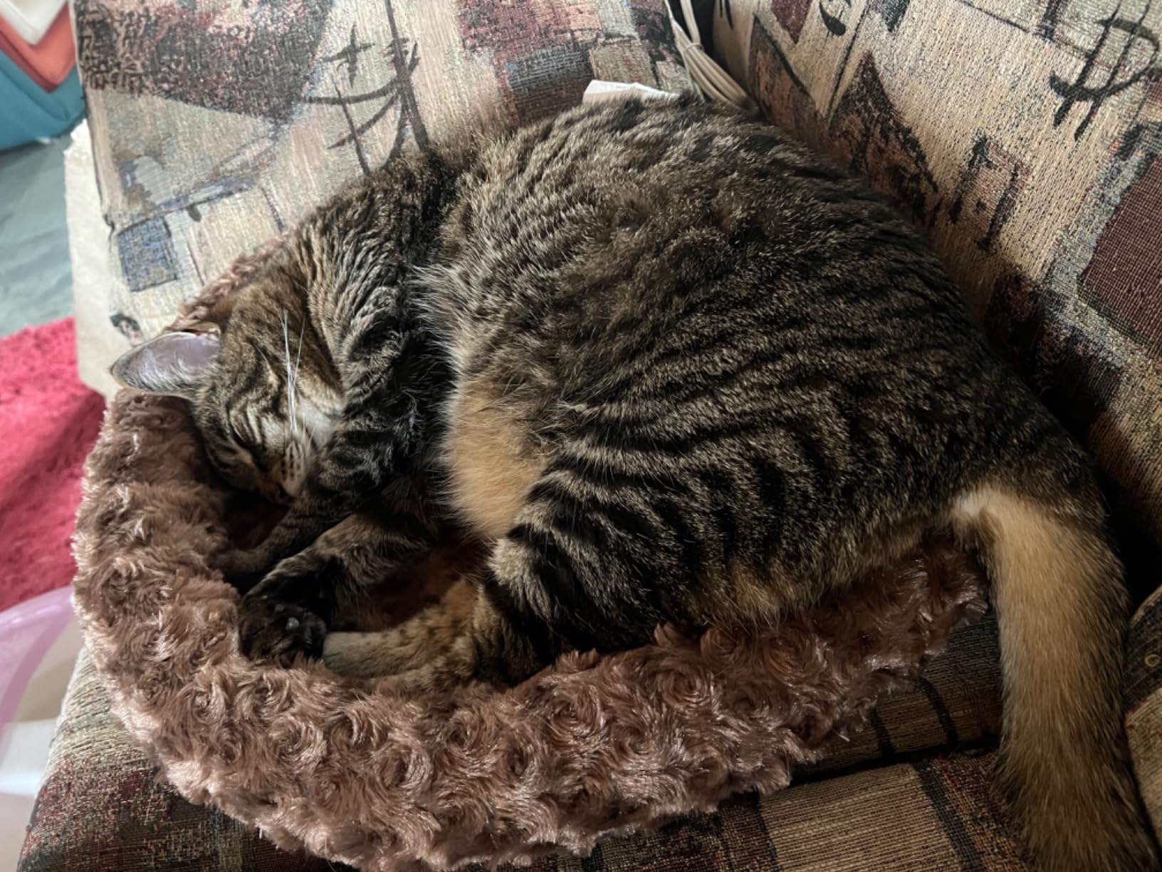 K&H Pet Products Thermo-Kitty Fashion Splash Heated Cat & Dog Bed, Orthopedic Foam, Safety Listed, 18in Round, 4W, Blue customer photo 1