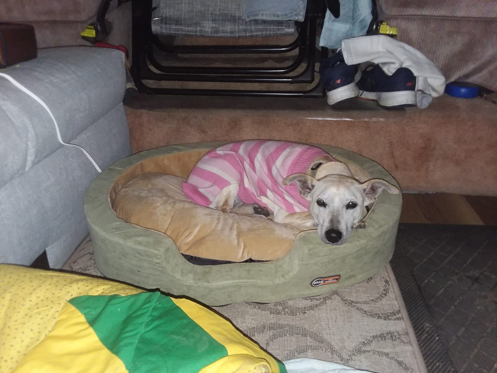 K&H Pet Products Thermo-Snuggly Sleeper Indoor Heated Dog Bed, Medium 6W, 26x20in, Sage/Tan customer photo 1