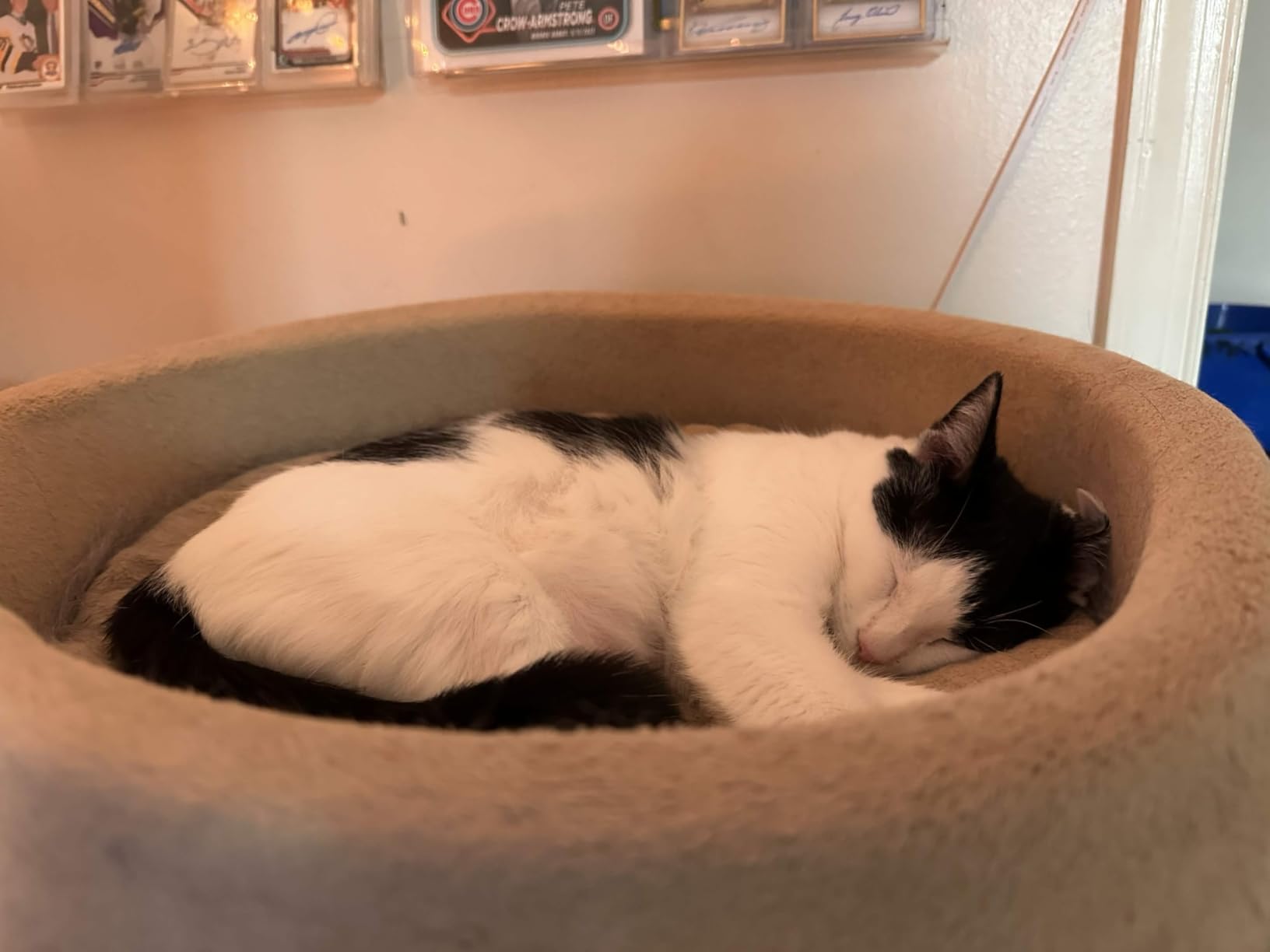 K&H Pet Products Thermo-Kitty Bed Indoor, Heated Cat Bed, Safety Listed, Large 20in, 4W, Mocha customer photo 1