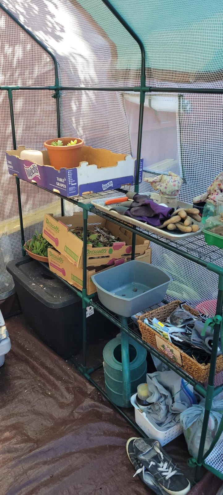 Portable Walk-in Greenhouse for Outdoors, 56x30x76 Plant House with Shelves customer photo 2