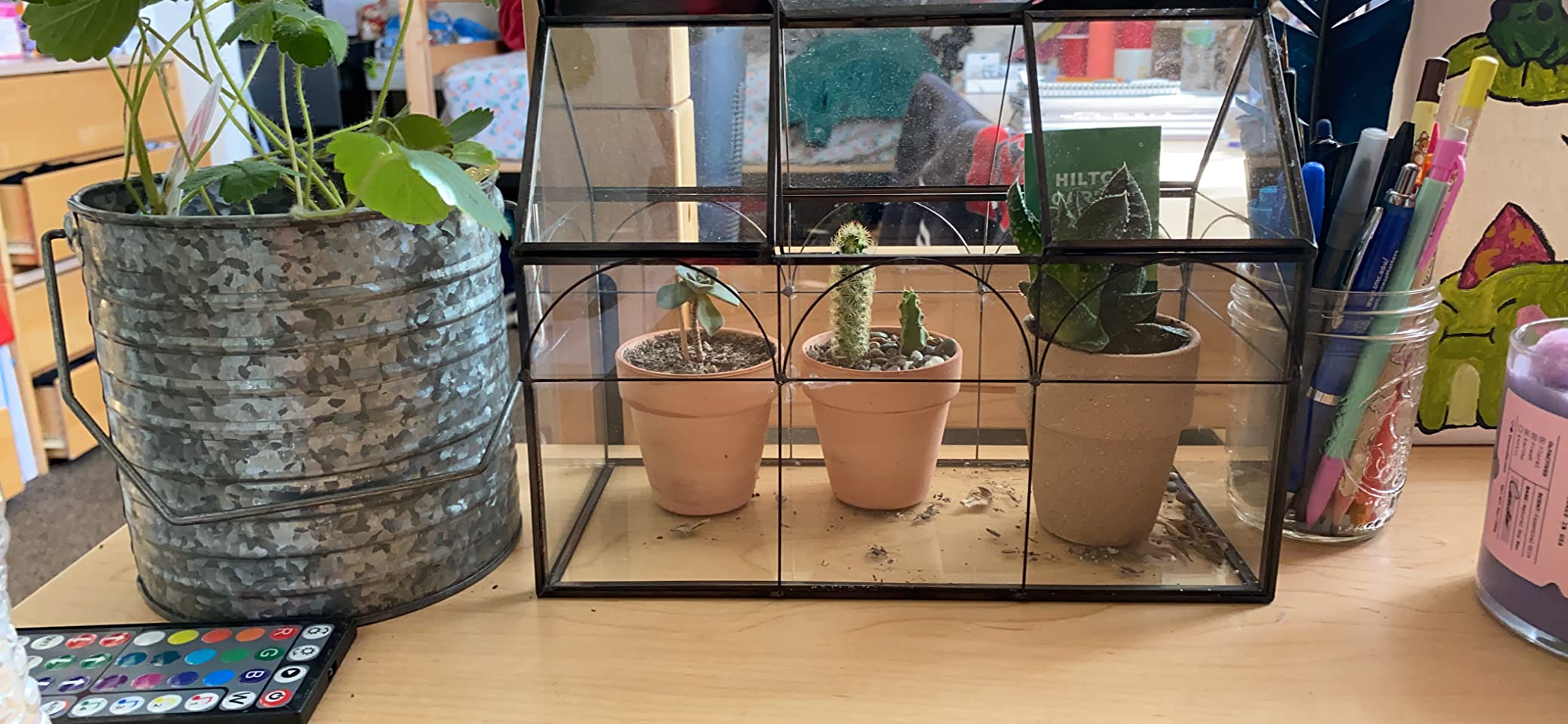 D'Eco Glass Greenhouse Plant Terrarium, Centerpiece & Wedding Letterbox customer photo 2