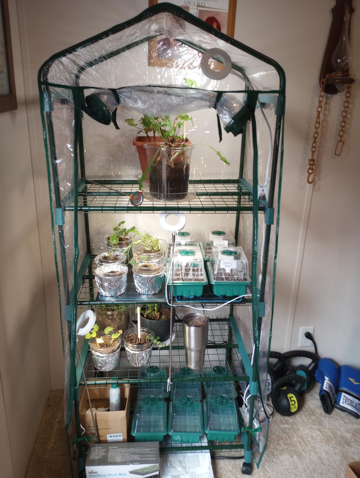Greenhouse - Walk in Greenhouse with 8 Sturdy Shelves and PVC Cover for Indoor or Outdoor Use - 56 x 56 x 76-Inch Green House by Pure Garden customer photo 1