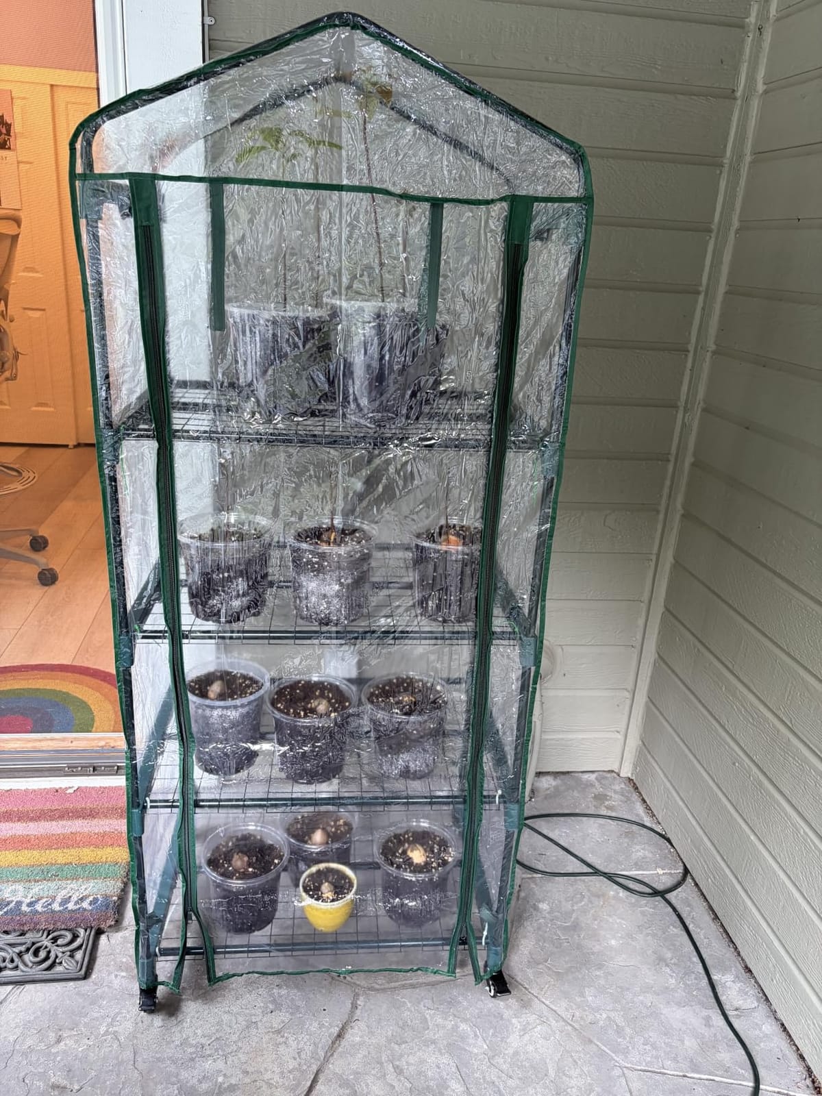 Greenhouse - Walk in Greenhouse with 8 Sturdy Shelves and PVC Cover for Indoor or Outdoor Use - 56 x 56 x 76-Inch Green House by Pure Garden customer photo 2