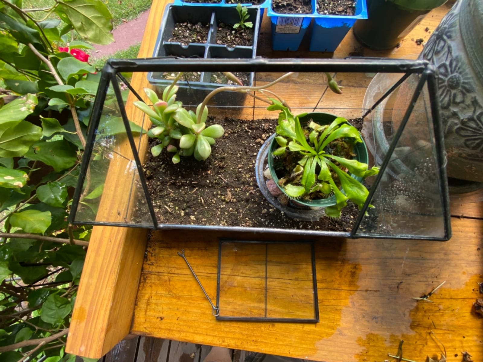 Large Glass Terrarium House Planter – Succulent Plant Terrarium House Shape Glass Greenhouse Terrarium with lid 9.8