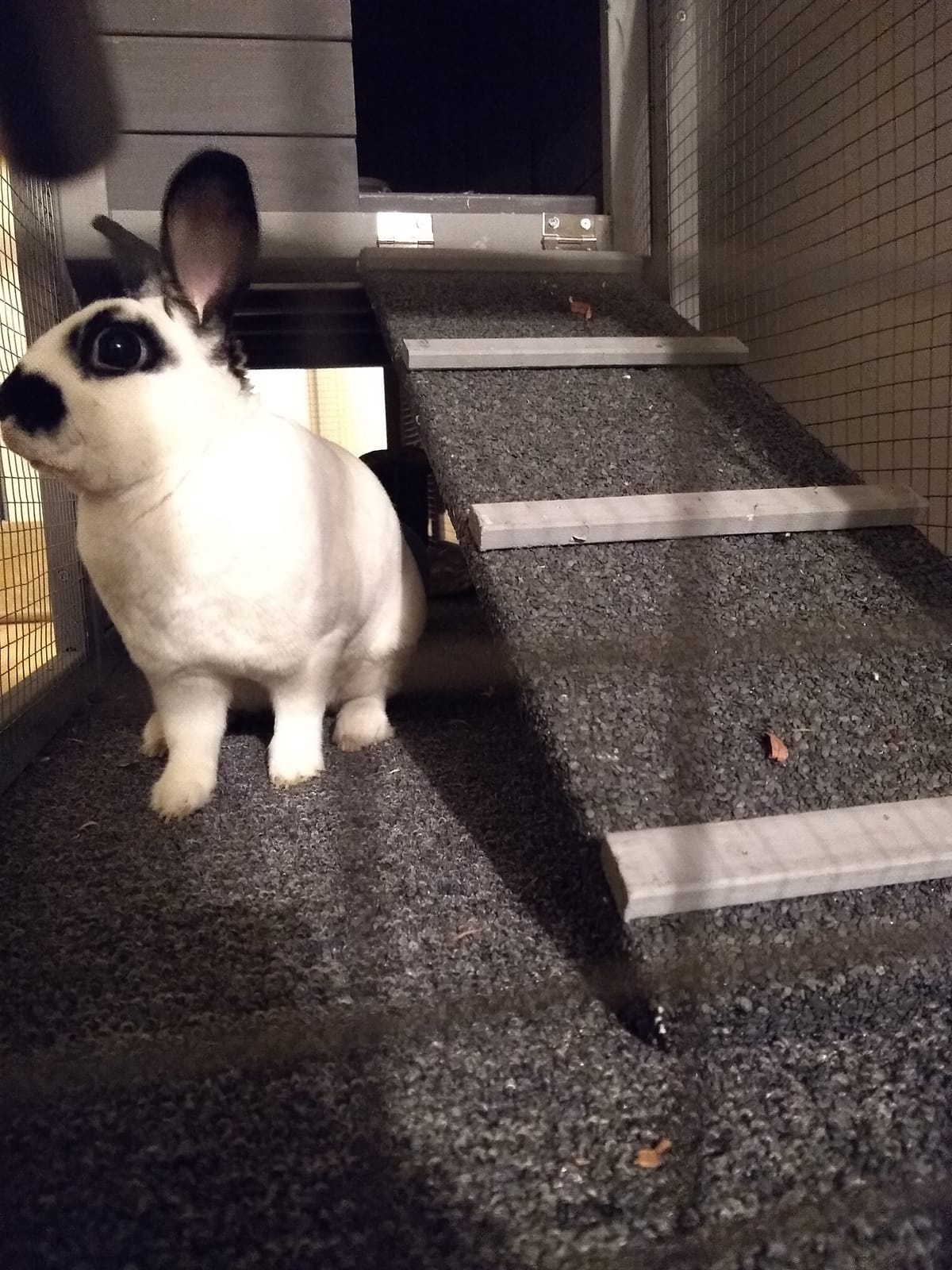 Aivituvin Rabbit Hutch Bunny Hutch Large Rabbit Cage, Indoor Bunny Cages Outdoor Rabbit House (Style2) customer photo 2