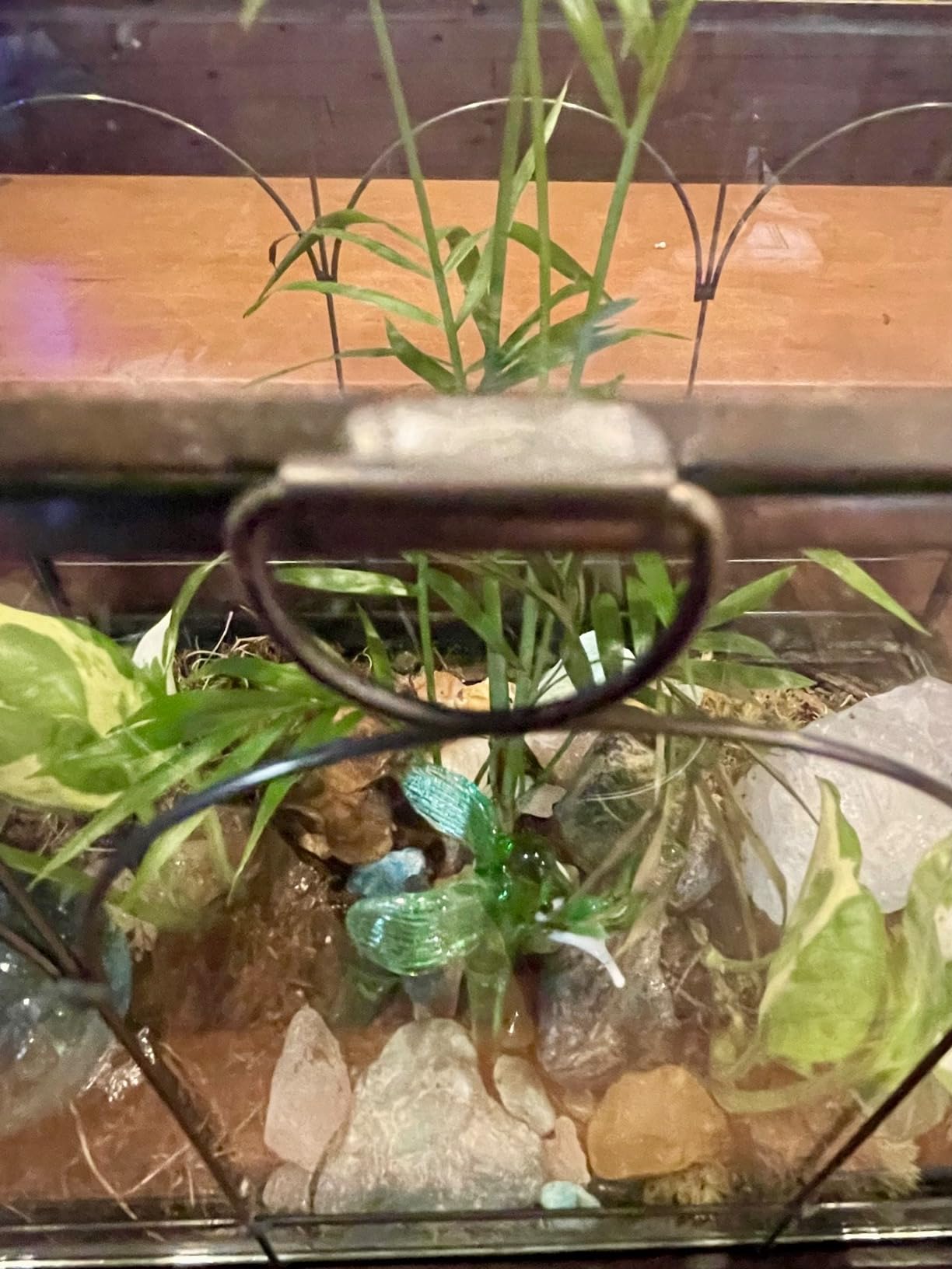 Black 1 Large Glass Plant Terrarium Kit with Lip Greenhouse for Succulents customer photo 1