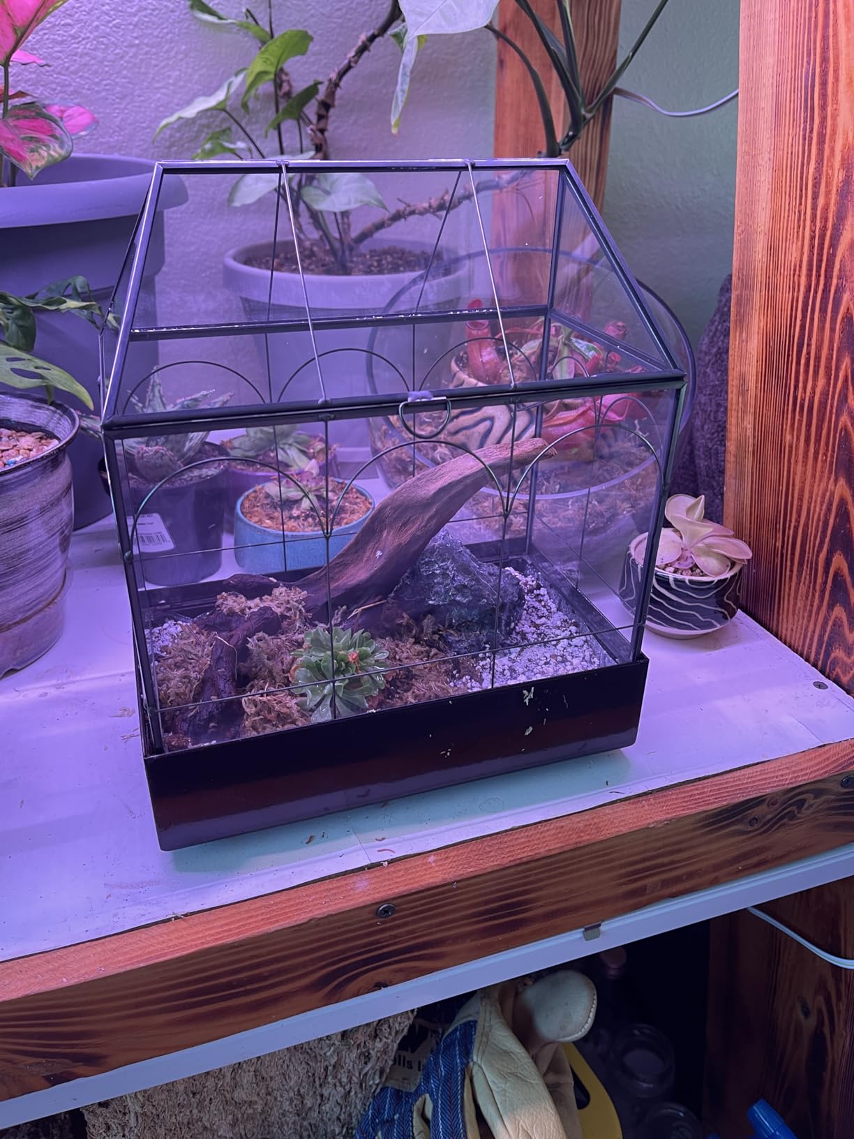 Black 1 Large Glass Plant Terrarium Kit with Lip Greenhouse for Succulents customer photo 2