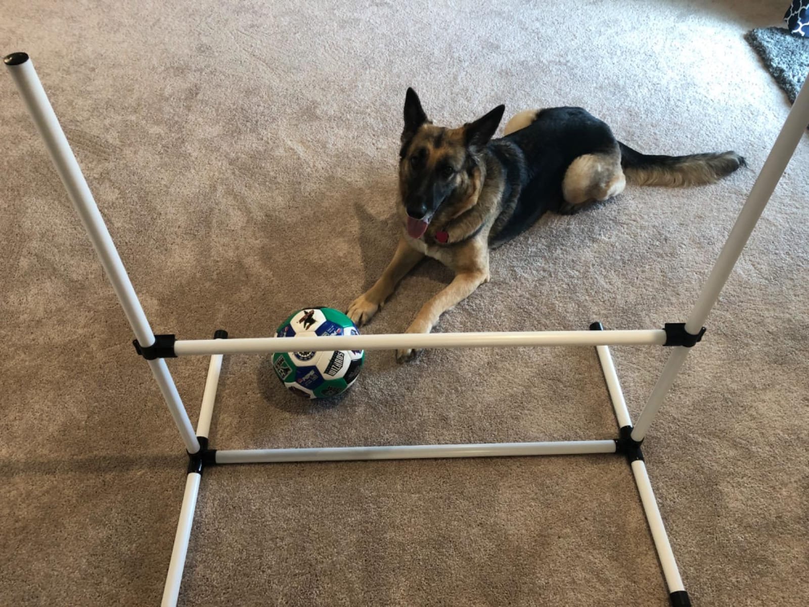 PawHut 4 Piece Dog Agility Training Equipment for Dog Agility Course Blue customer photo 1