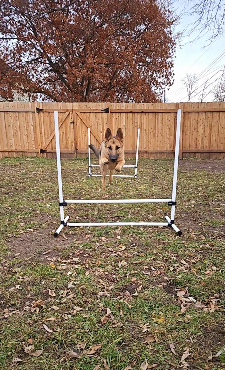 PawHut 4 Piece Dog Agility Training Equipment for Dog Agility Course Blue customer photo 2
