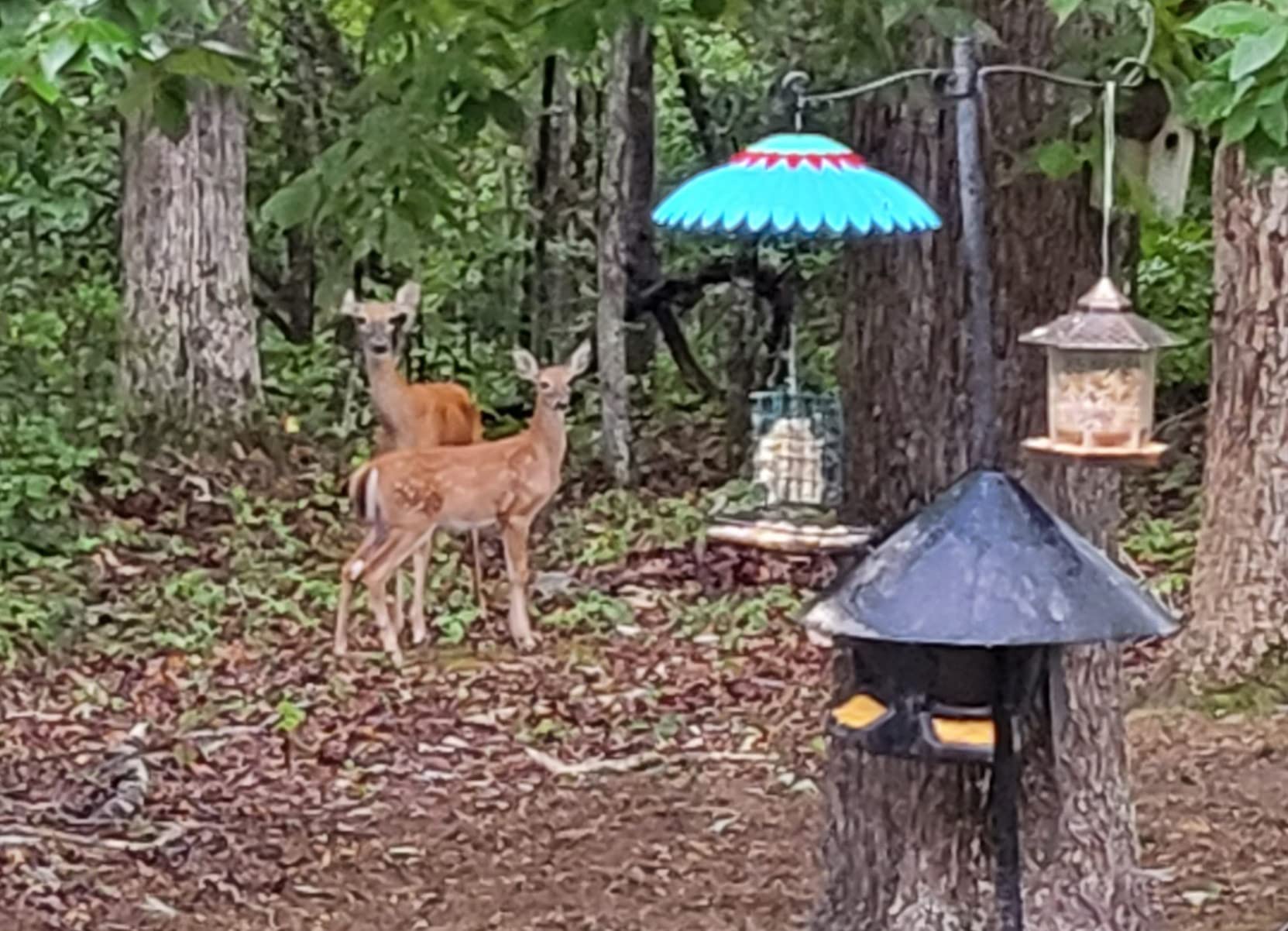 Moultrie Gravity Tripod Feeder, Choose Model customer photo 2