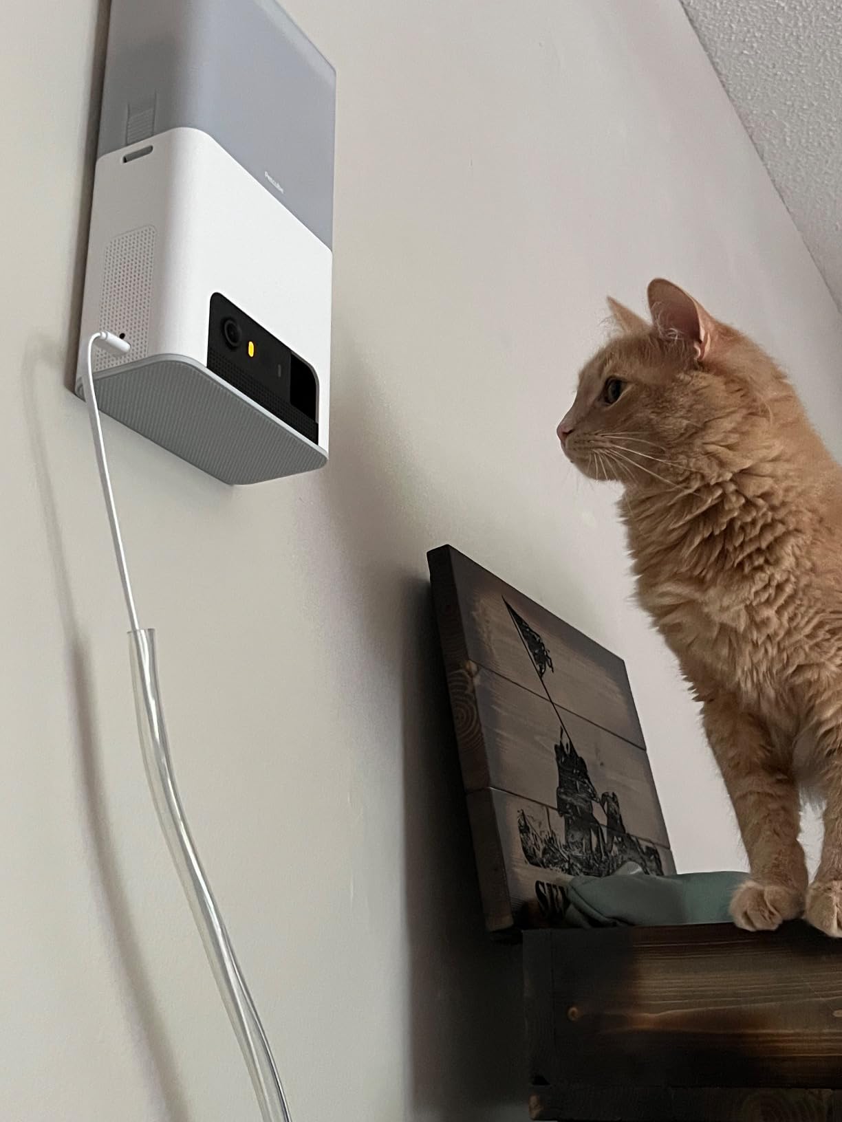 Petcube Bites 2 Lite - WiFi Pet Camera with Treat Dispenser & App customer photo 1
