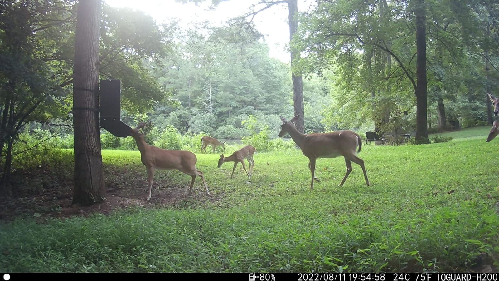 ASF All Seasons Feeders - EZ Deer Tree Protein Feeder - Feeds Protein, Corn, Rice Bran & Other Attractants customer photo 1