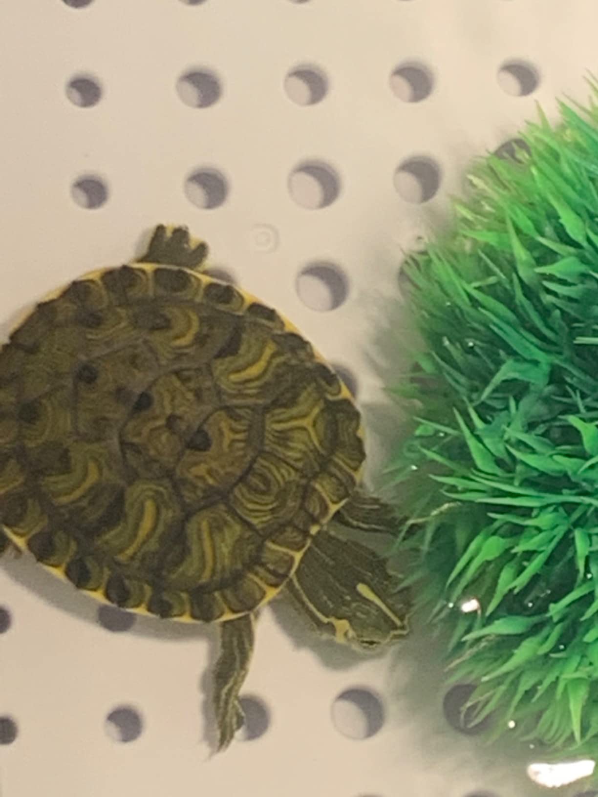 Medium Turtle Tank with Water Pump customer photo 1