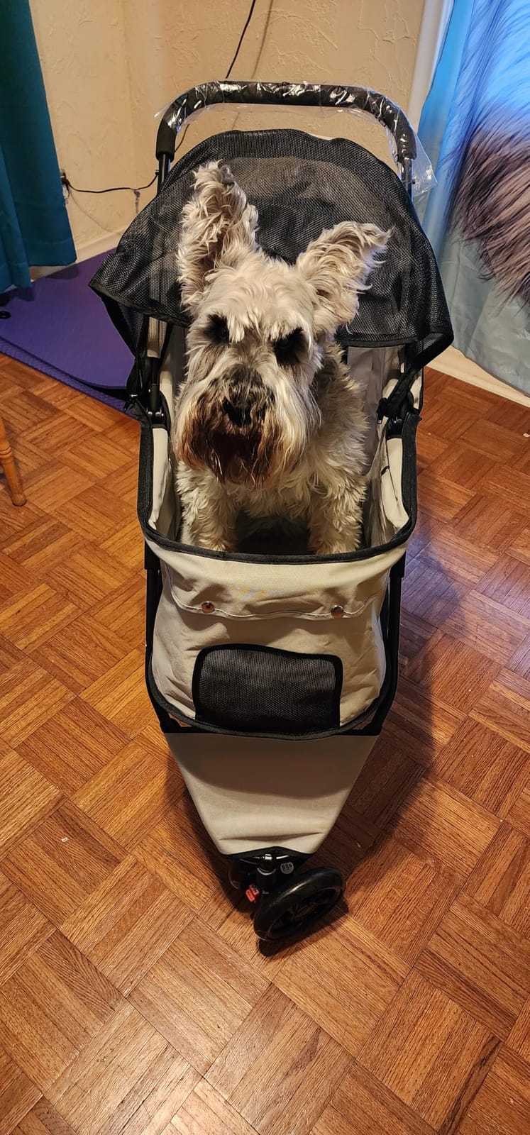 Carlson Pet Products Stroller, Includes 360 Degree Front Wheel Swivel, Rear Wheel Breaks, Reflective Trim, Mesh Panels, Umbrella and Mesh Canopy, Khaki customer photo 2