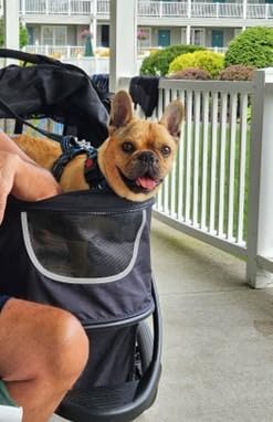 COOPER dog & pet robust buggy, jogger holds up to 32 kg / 70lbs, easy fold, multi-height adjustable soft touch handle, reflective accents, mesh inserts, zippered exits, storage basket below customer photo 1