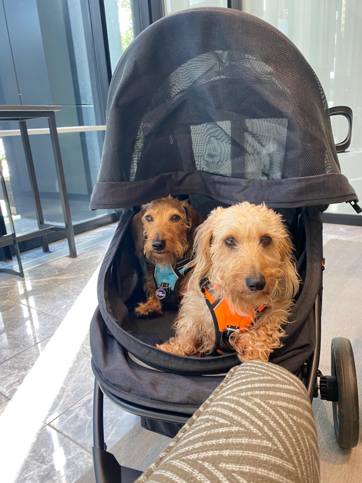 COOPER dog & pet robust buggy, jogger holds up to 32 kg / 70lbs, easy fold, multi-height adjustable soft touch handle, reflective accents, mesh inserts, zippered exits, storage basket below customer photo 2