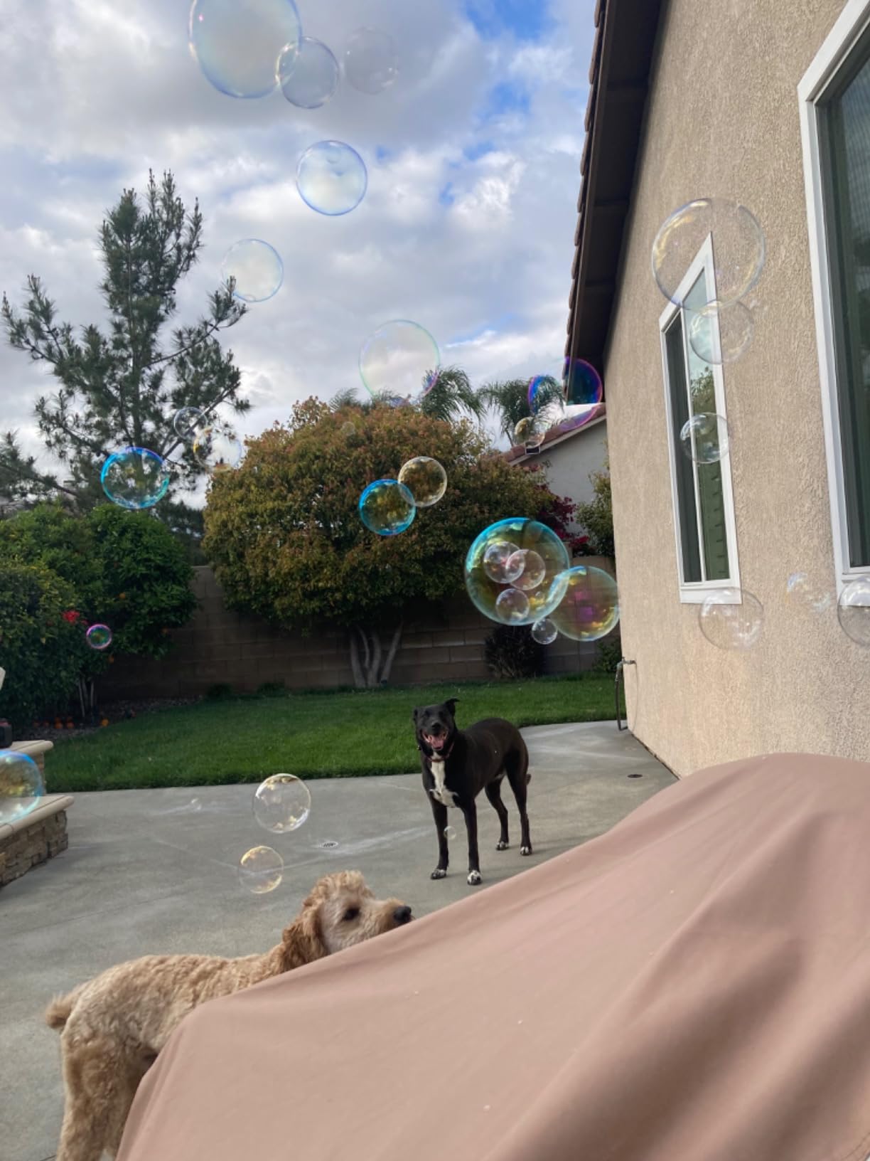 Bubble Machine for Toddlers Kids & Pets with 8oz Safe Solution customer photo 1