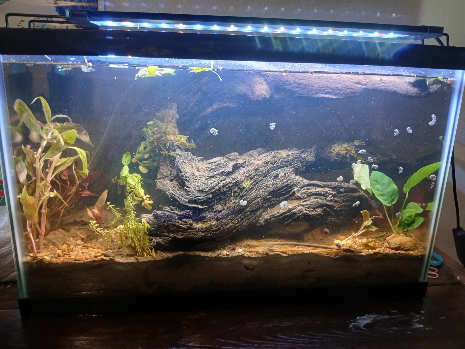 Pawfly 11W Aquarium LED Light for 12 to 18 Inch Fish Tanks Extendable Fish Tank Light with Full Spectrum Brilliant White Blue Red Lights with Daytime & Night Modes and Adjustable Brightness customer photo 2