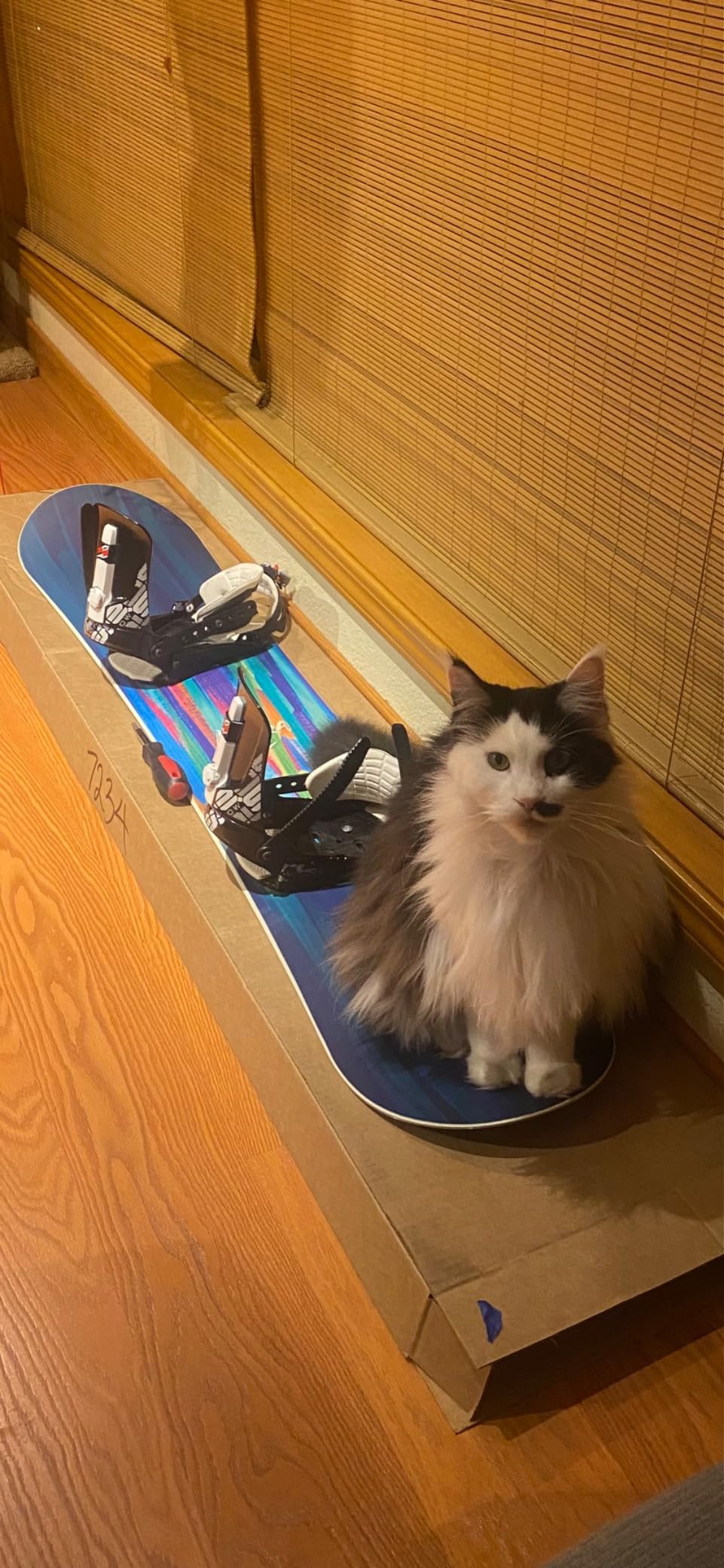 Nitro Lectra Women's Directional Twin Snowboard customer photo 1