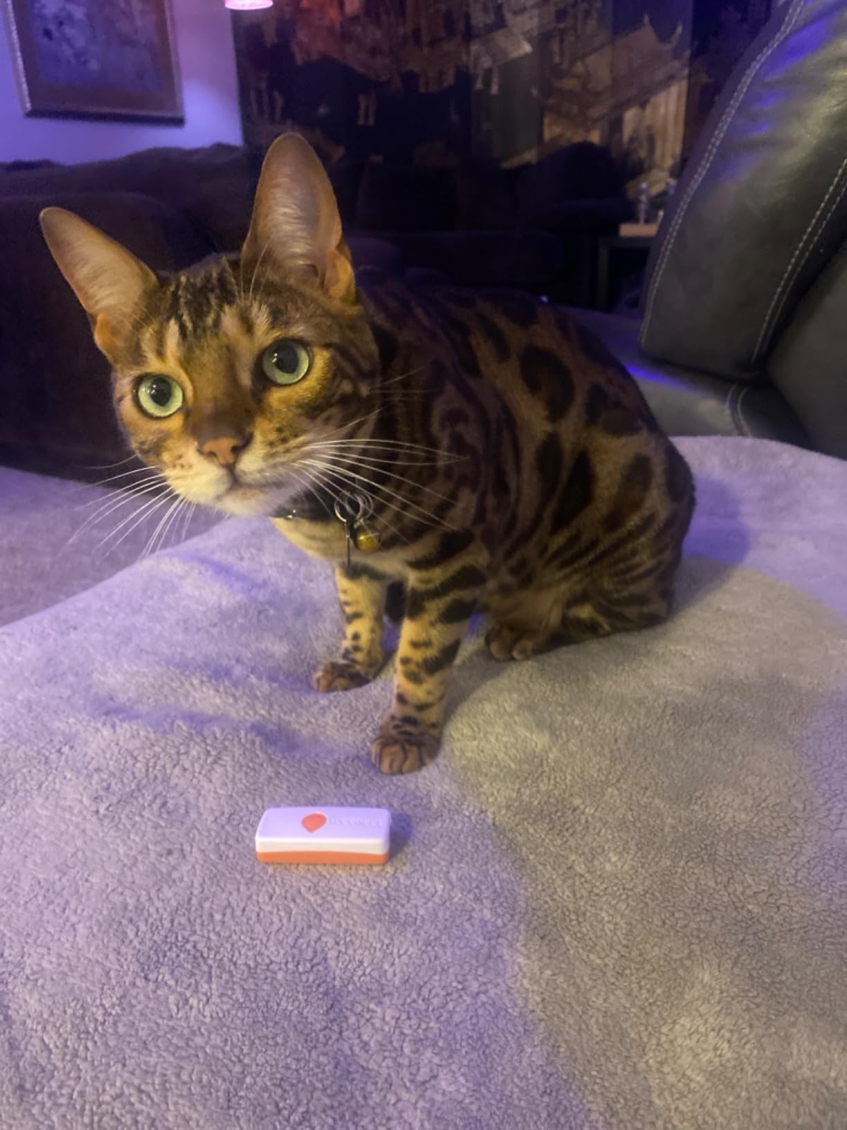 Weenect Cat XS - New GPS Tracker for Cats | Real-time Mini GPS Tracker for Cats | Smallest Model on The Market | Collar Included | Subscription Required customer photo 1